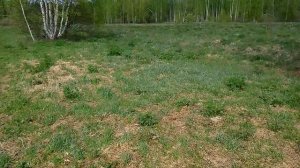 Пересадили пчёл! Продолжаем работать!