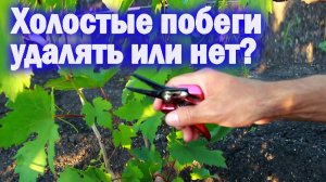 Холостые побеги удалять или нет? (24.06.2020 г.) (Видеоблог Давида Алверцяна)