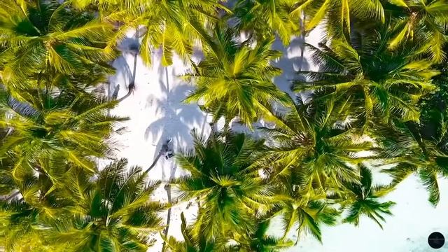 Morning Palms 🌴💙 - Tropical Awakening