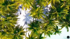 Morning Palms 🌴💙 - Tropical Awakening
