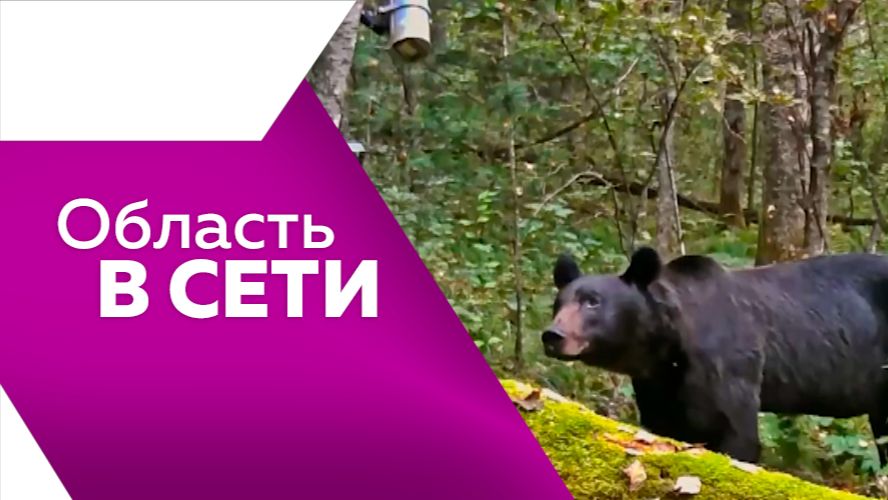 Область в сети № 346