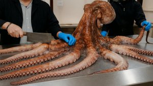 Сашими из гигантских кальмаров и осьминогов на корейском рынке морепродуктов