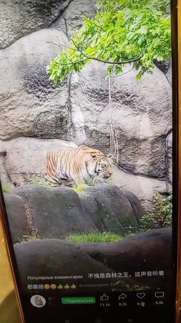 Мой домашний кот