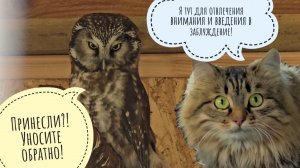 Распаковка ванильной коробочки с новым жителем! Артёму вручили подарки. Аня привезла пробник манула