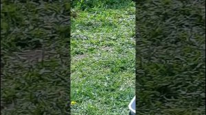 голуби Ломова Самостоятельность