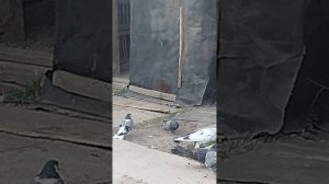 мои птицы на кругу