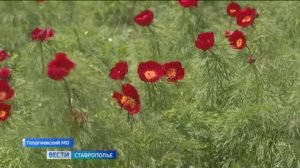 Краснокнижные пионы зацвели на Ставрополье