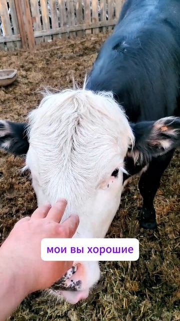 Коровий SPA: Солевой баланс или нападение на фермера? 🧼🐮