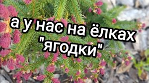 А у нас на ёлках «ягодки»