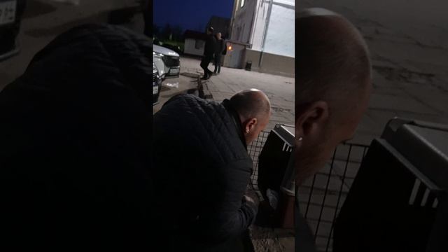 Встречаеи нашего мальчика из Европы