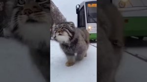 Подборка нейророликов