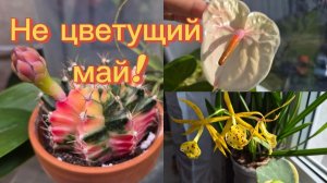 Цветение в мае!