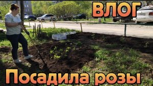 ВЛОГ «Посадила розы 🌹!)👩😊❤