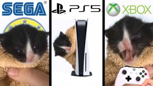 Котенок мяукает, но запускается игровая приставка!!!