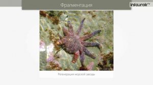 20. Способы размножения организмов