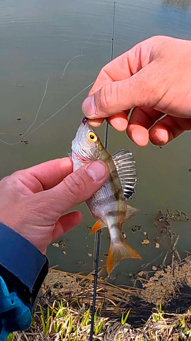 Уговорил-таки окуня 🎣 смотреть онлайн