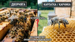 «Дворнягу» — в карпатку? Можно ли улучшить беспородную пчелу до породы? Отвечает Кашковский 🐝🔧