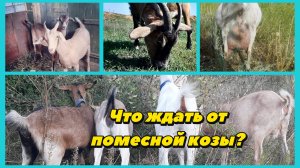 Удой, размер, характер 🐐Обзор моего стада