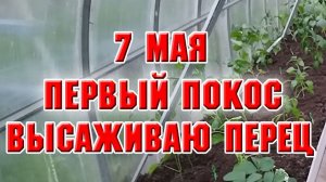 7 мая. У меня прошел первый покос травы. Высаживаю перец