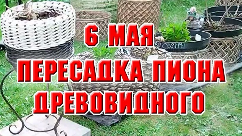 6 мая. Обрезка кустарников, пересадка древовидного пиона и другие дела