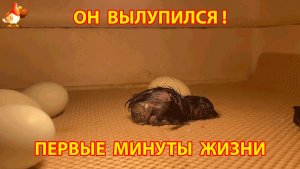 Первые минуты жизни цыпленка в инкубаторе