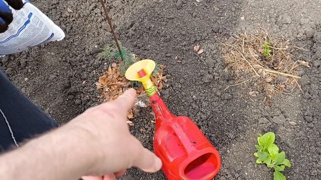 Ива розы и гараж