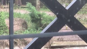 Утки приняли мой пруд за настоящий))))УРА!