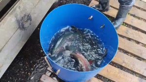 новый привоз форели