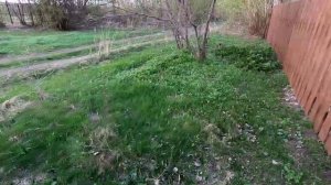 8 мая на моем участке
