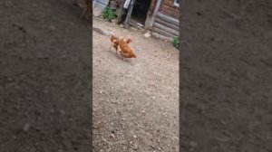 Кормим курочек