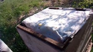 Рой