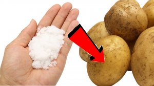 Картошки урождается 2 ведра с куста если кинуть это при посадке в лунку!!!