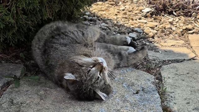 ДНЕВНИК лесного кота «Барсик готовится к лету! - 8.05.2026