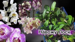 Вожусь с полученными Китайскими орхидеями, покажу немного кого привезла