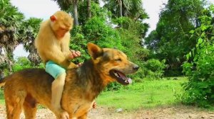 Три друга: собачка, обезьянка, петушок 🐕🐒🐓