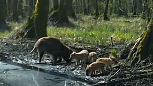 Видео фото ловушки кабаны смотреть онлайн