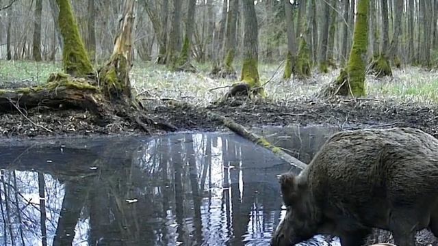 Видео фото ловушки смотреть онлайн