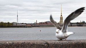 Функция «Фото в видео 2.0», Honor 600 Pro