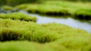 Баллада о кузнечике (Андрей Донецкий)