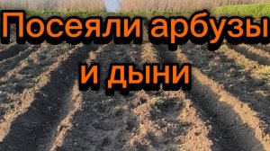 Посеяли дыни и арбузы