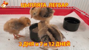 Цыплята Легбар 2 и 7 и 12 дней как малыши живут вместе в клетке