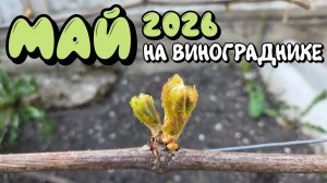 МАЙ 2026 на винограднике.