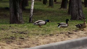 ТЕПЛО И ПРАЗДНИЧНО: ПРОГНОЗ ПОГОДЫ И АФИША НА ВЫХОДНЫЕ