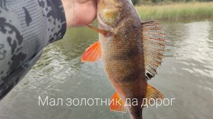 мал золотник да дорог. красивый Камский окунь