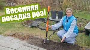 Как и когда САЖАТЬ РОЗЫ ВЕСНОЙ