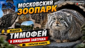 Манул Тимофей нетерпеливо ждёт Завтрак 😻 Московский зоопарк | скрытая камера