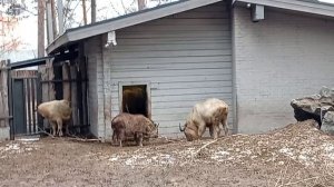 Милашки