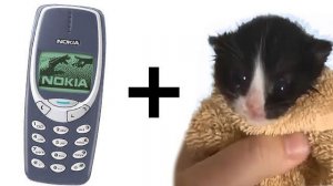 Котенок мяукает, но на Nokia 3310 звучат мелодии звонка!!!