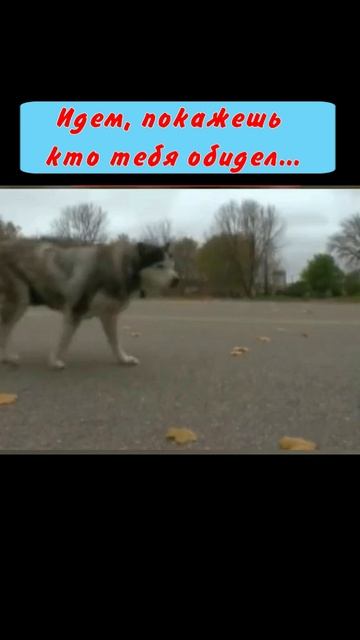Юмор 5 звезд - #юмор #смешно #ржач #прикол #анекдот #веселоевидео