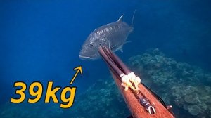 Подводная охота /  Гигантский каранкс 39 кг